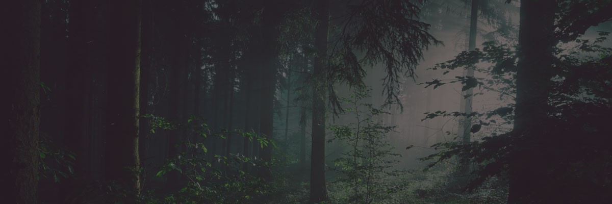 Image for blog post The Forest Of One Project